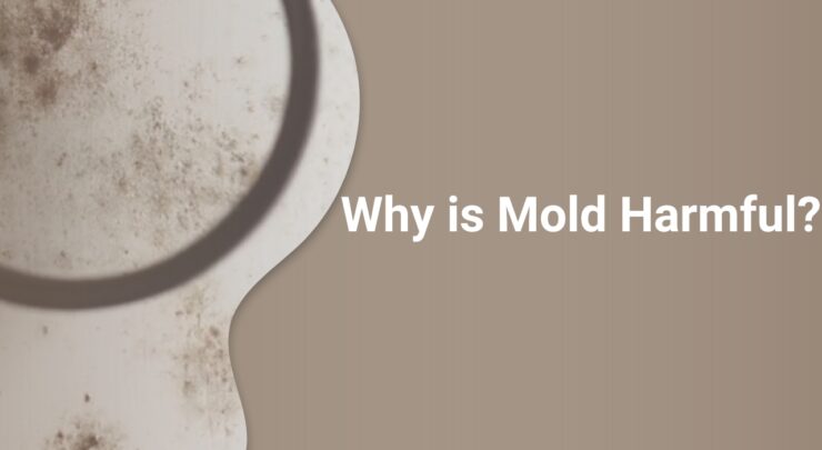 Why is Mold Harmful