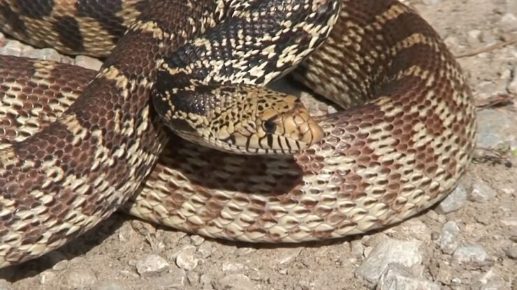 Bullsnake