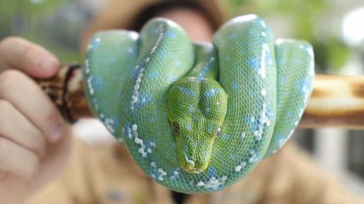 Emerald Tree Boa