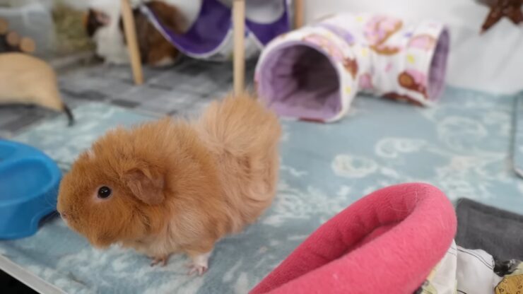 Guinea Pigs