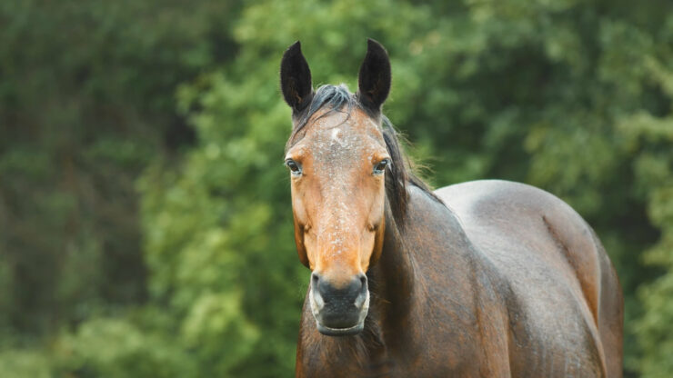 Horse Domestic Animal