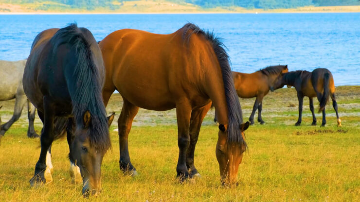 Horses