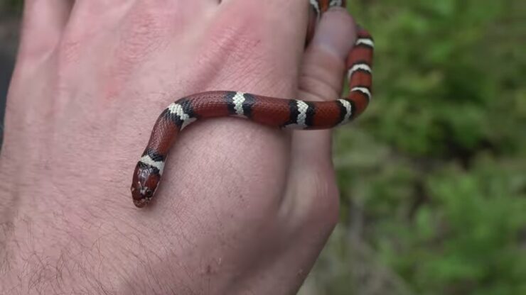 Milk Snake