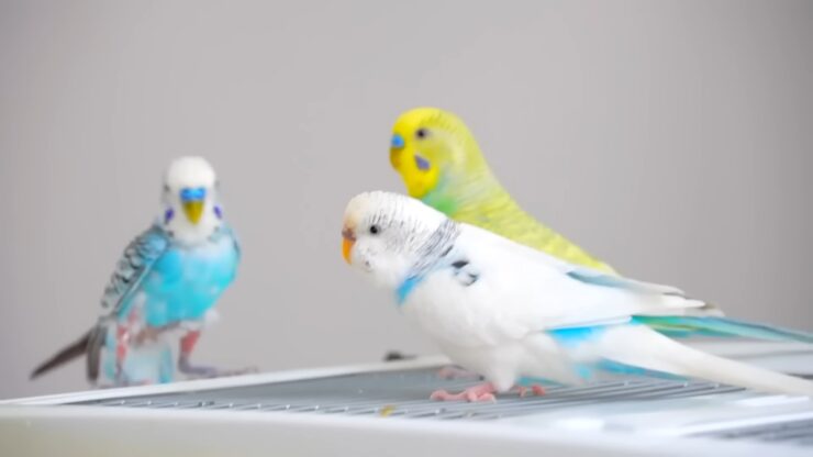 Parakeet