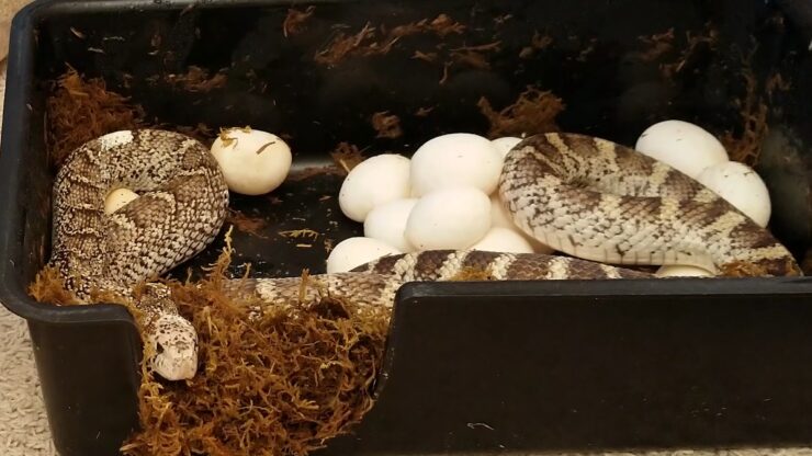 Snake Lay Eggs