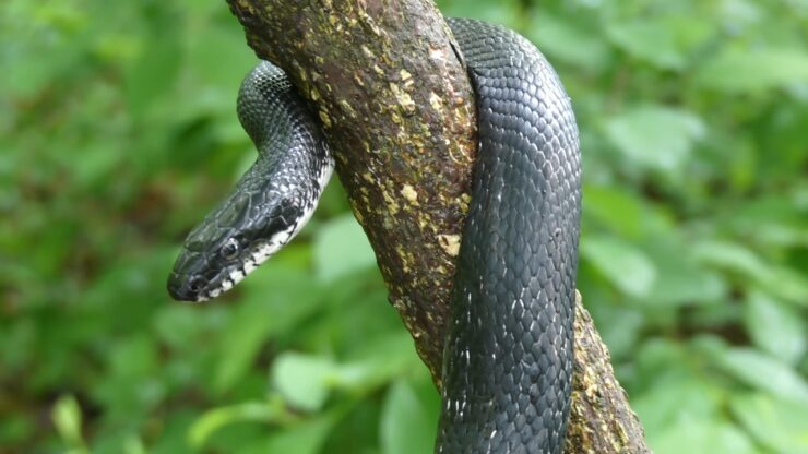 The Black Rat Snake
