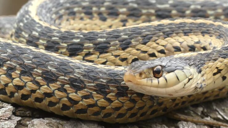 The Eastern Garter Snake