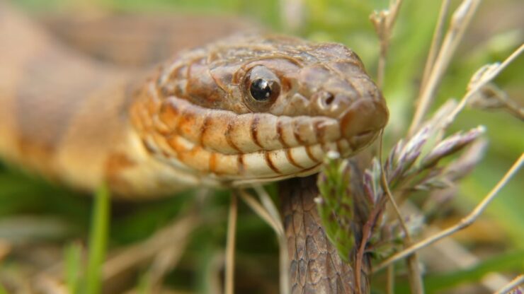 The Northern Water Snake