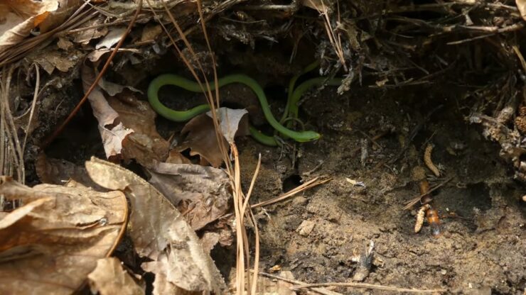 The Rough Green Snake