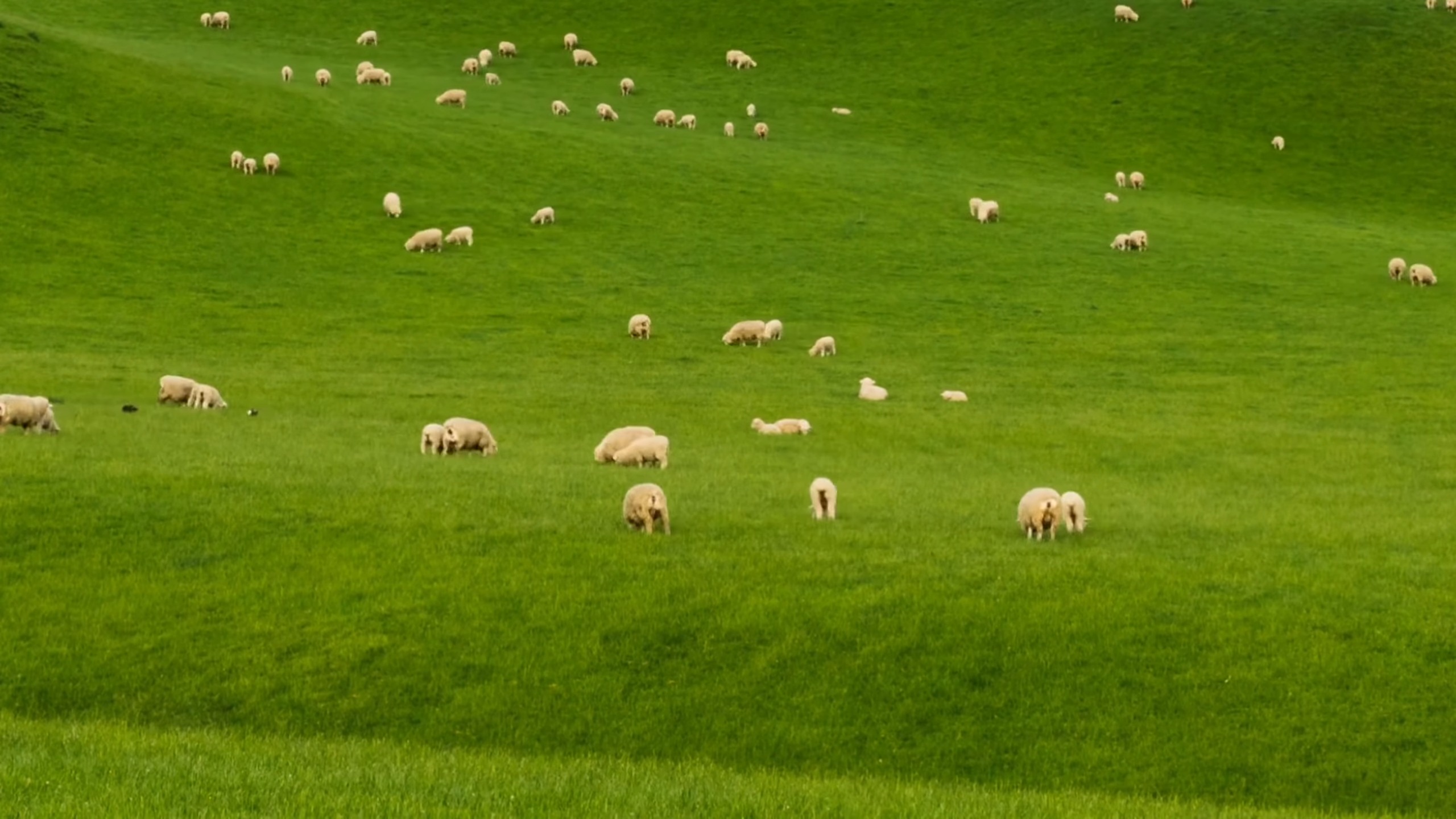 Agriculture - New Zealand