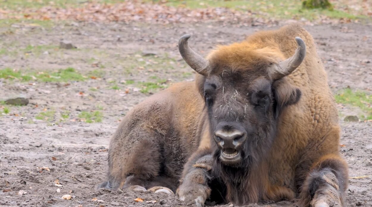 American Bison