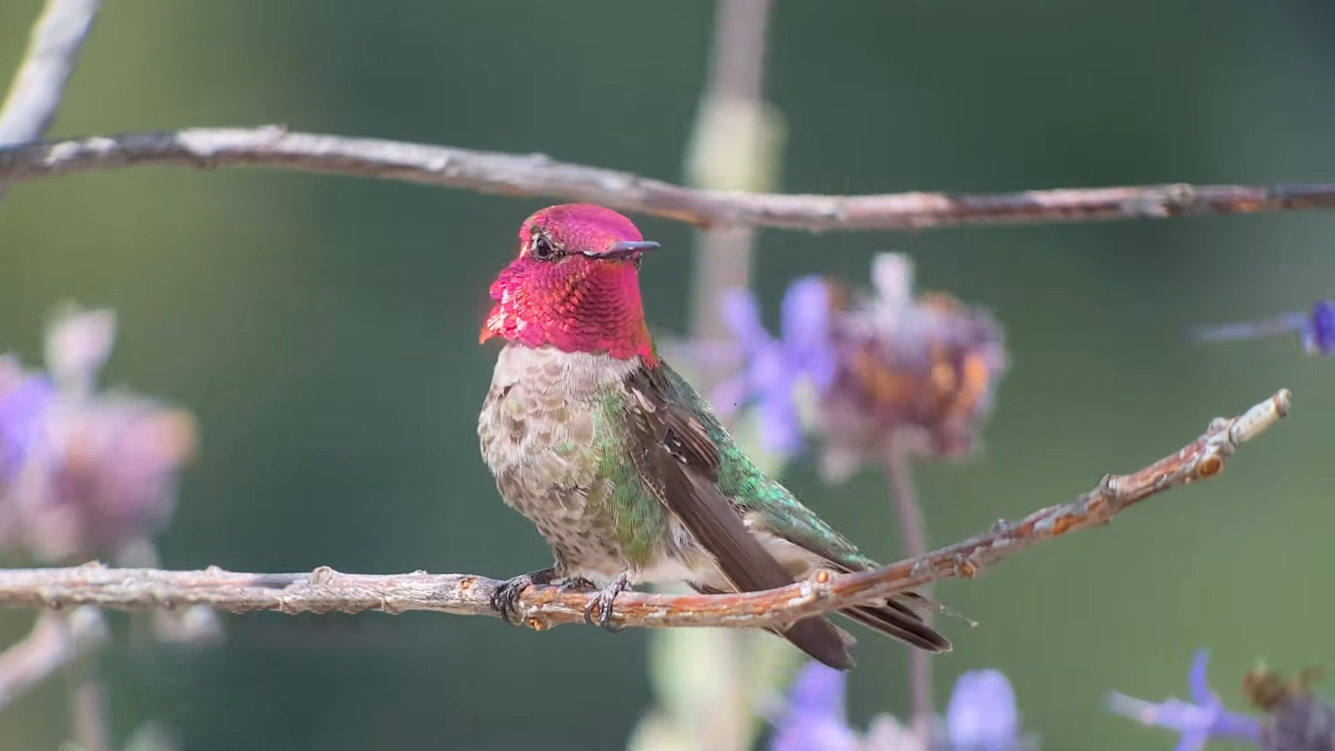 Anna's Hummingbird