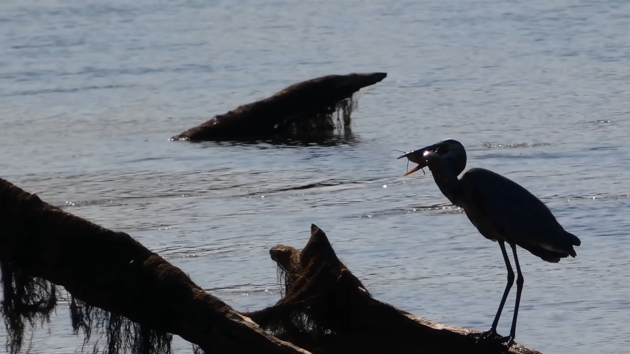 Bird Eating Fish