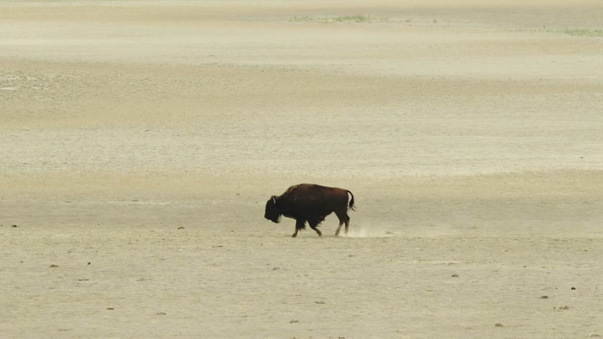 Bison in Utah
