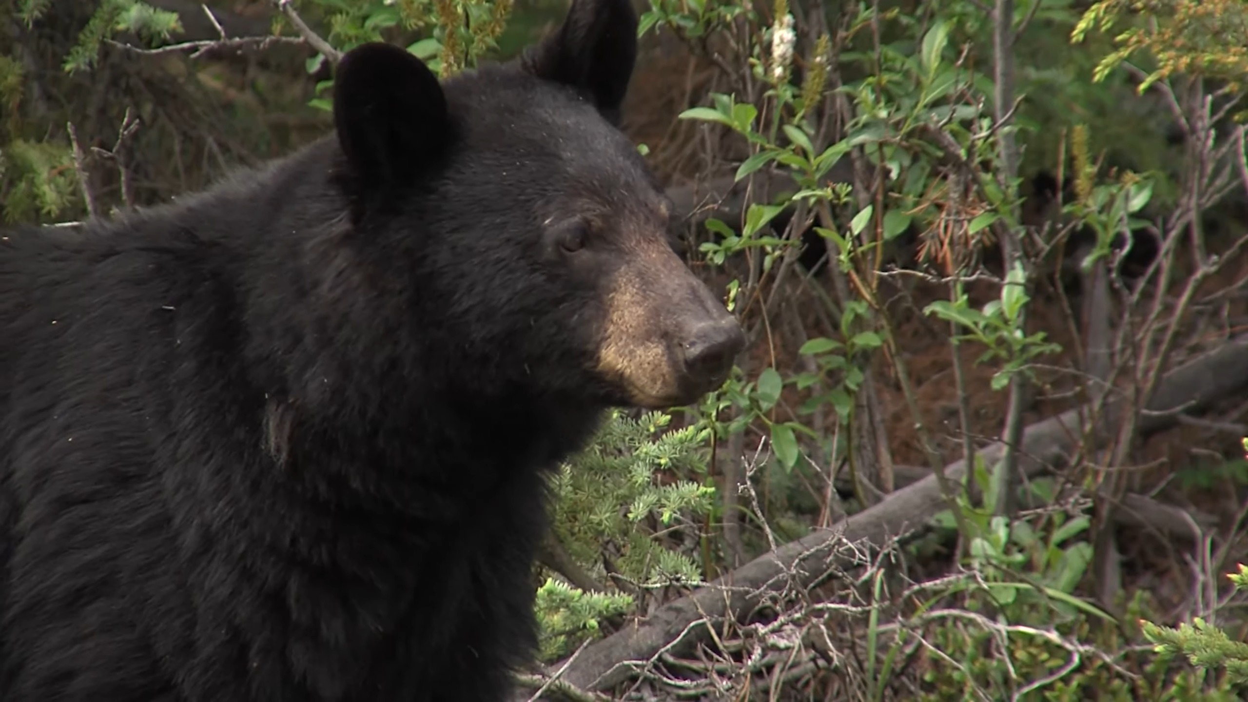 Black Bear - Canada - Ursalia