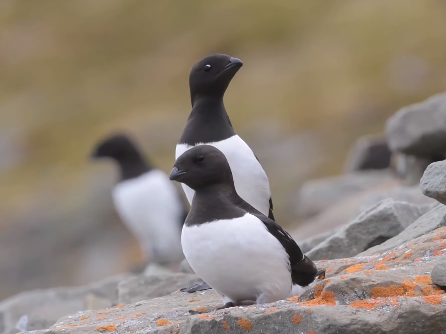 Canada Penguins