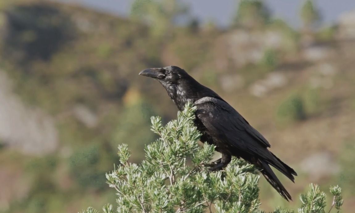 Are Birds Herbivores, Omnivores or Carnivores? From Seeds to Worms