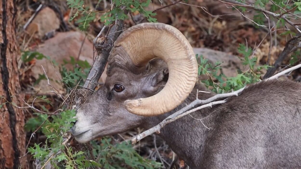DESERT BIGHORN SHEEP