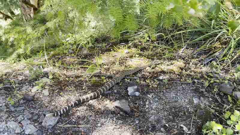 Northern-Pacific-Rattlesnake