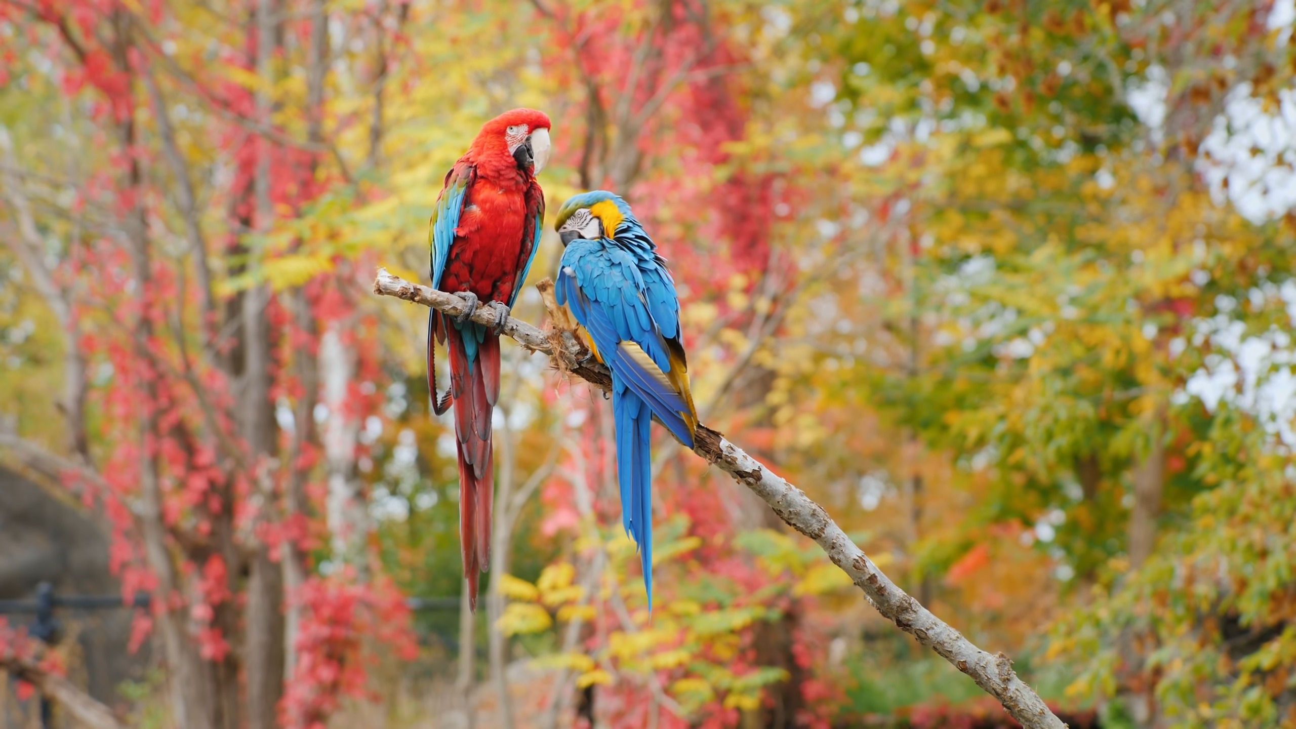 Parrots - herbivores