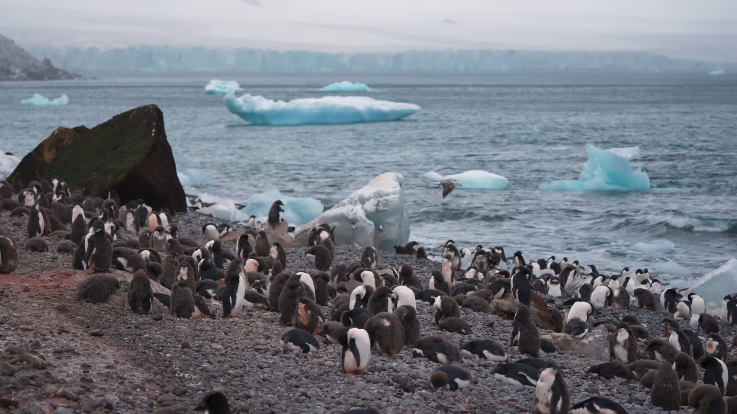 Penguins