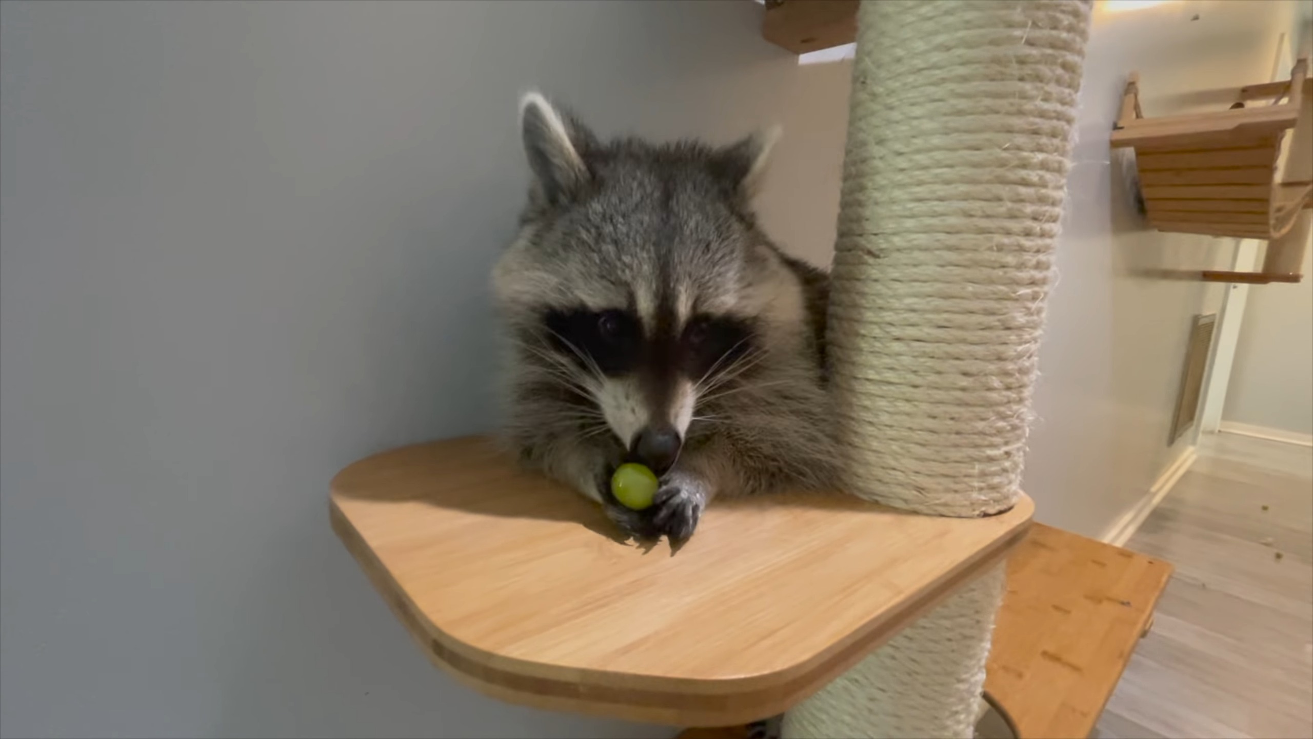Playful side of Raccoons