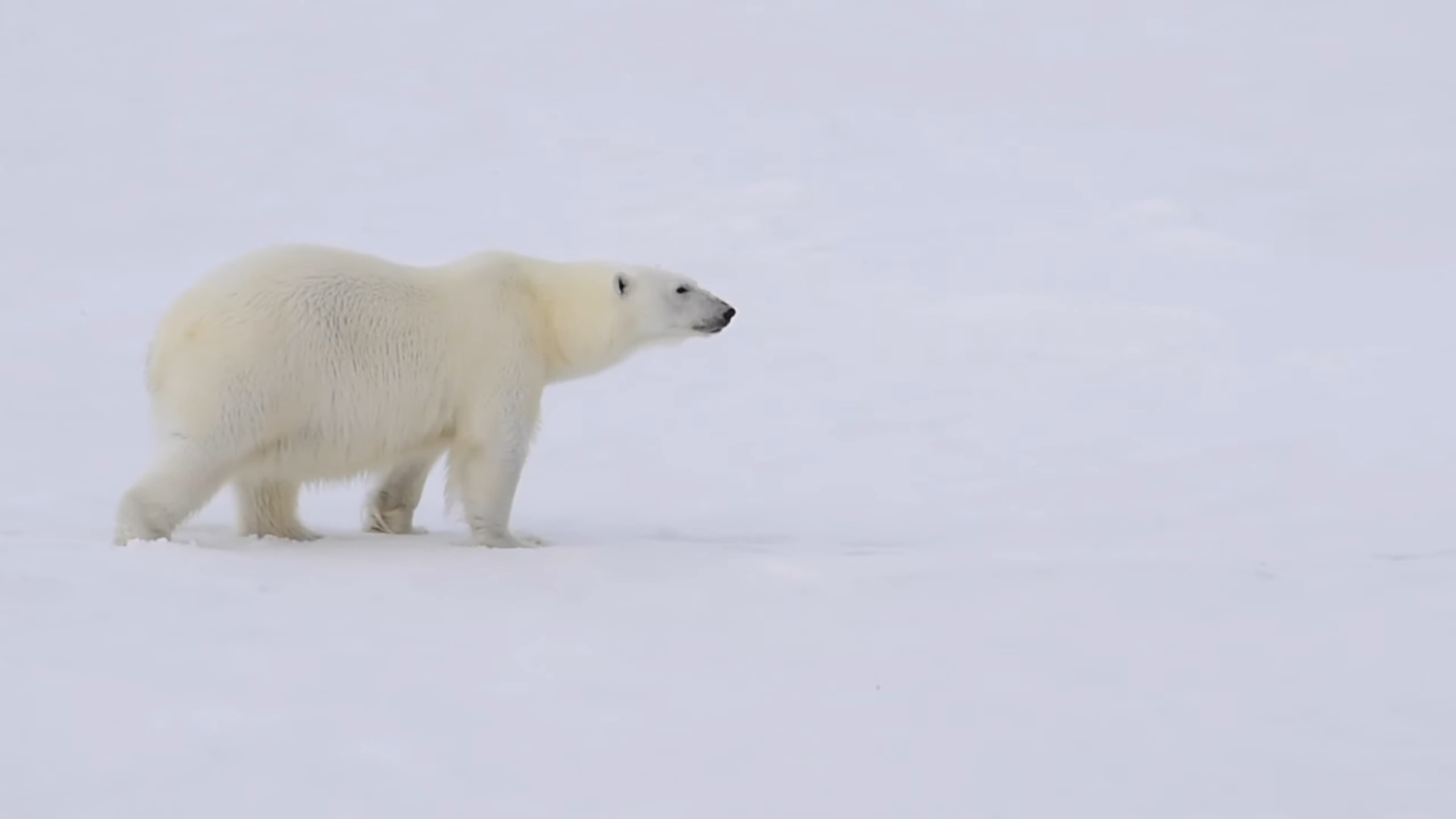 Polar Bear