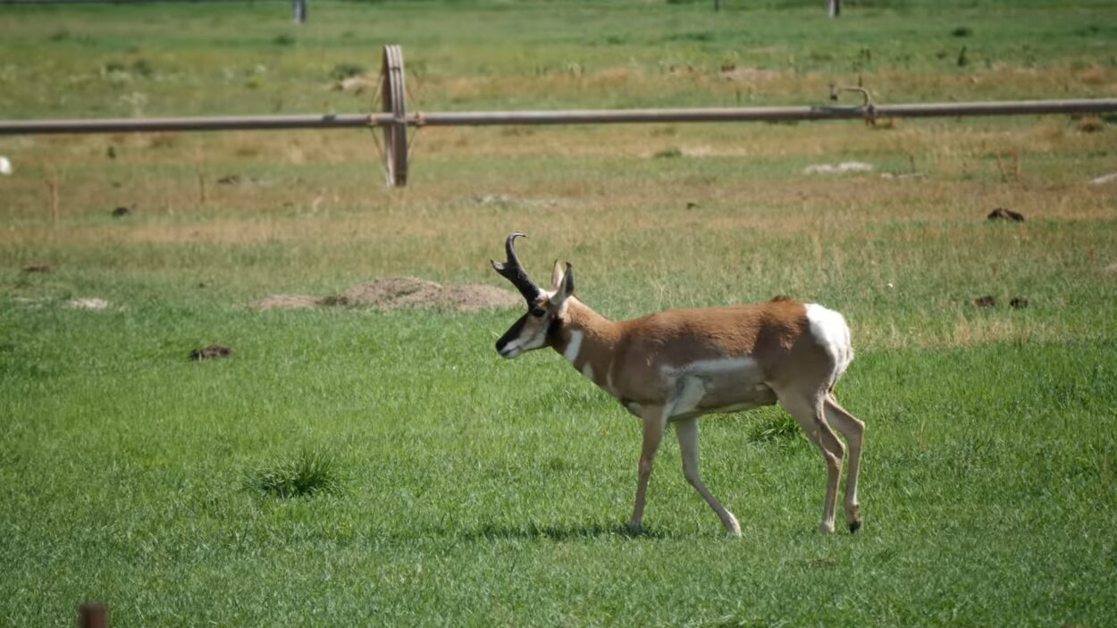Pronghorn Antelope Buck