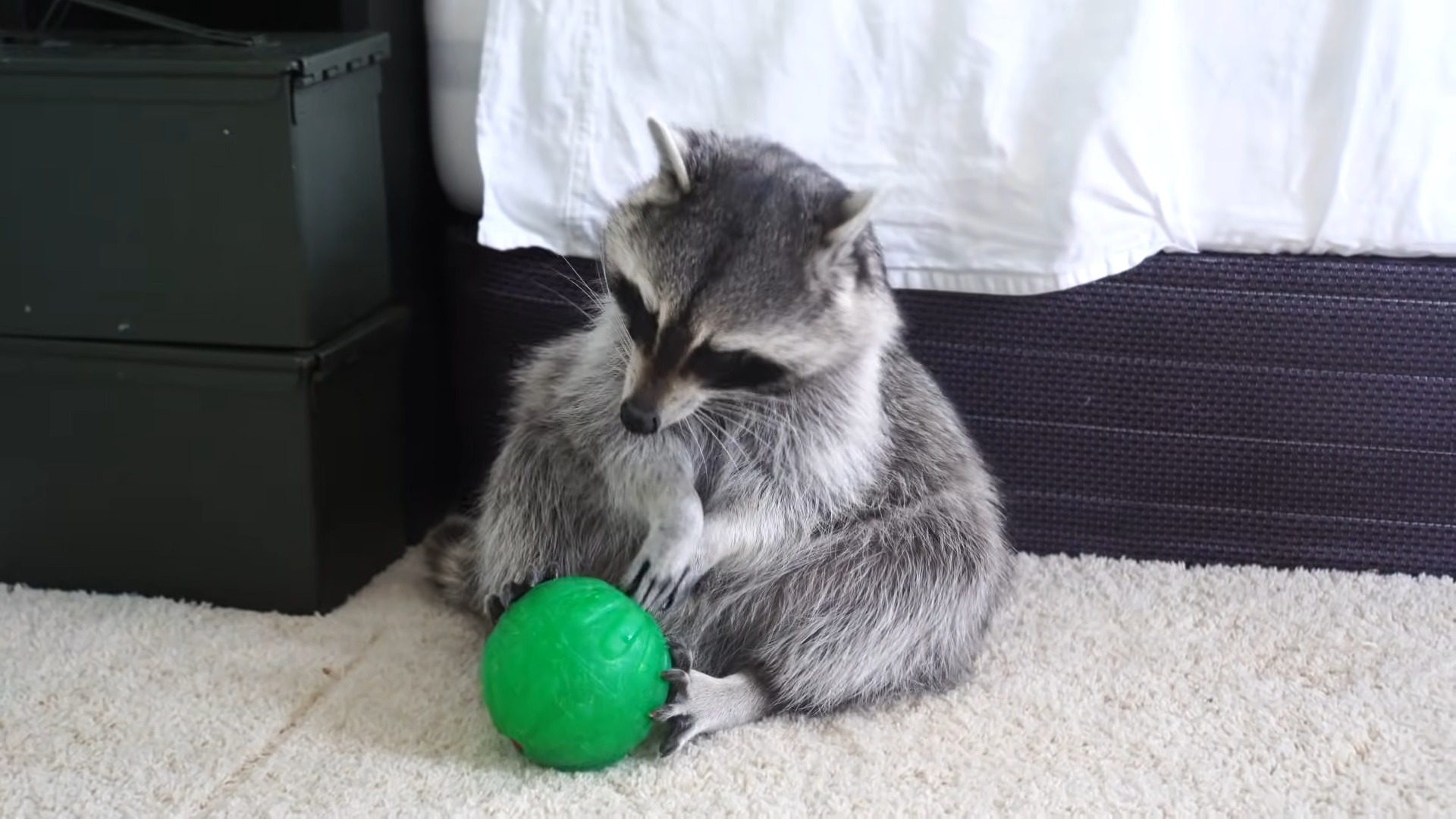 Raccoon playing with the ball