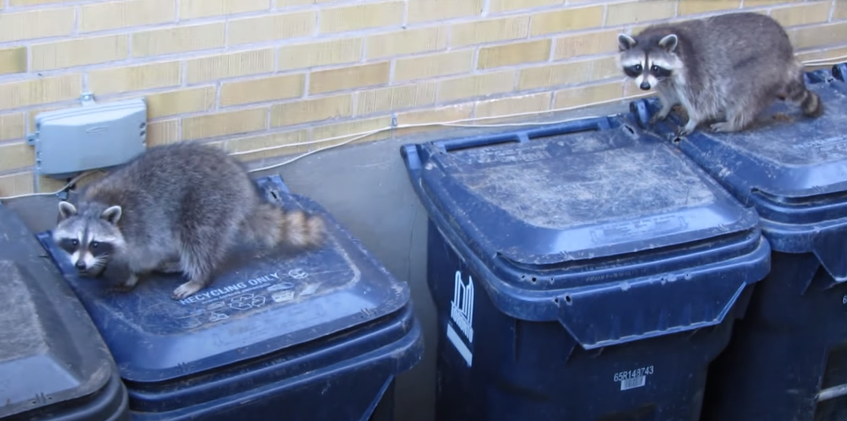 Raccoons and trash cans