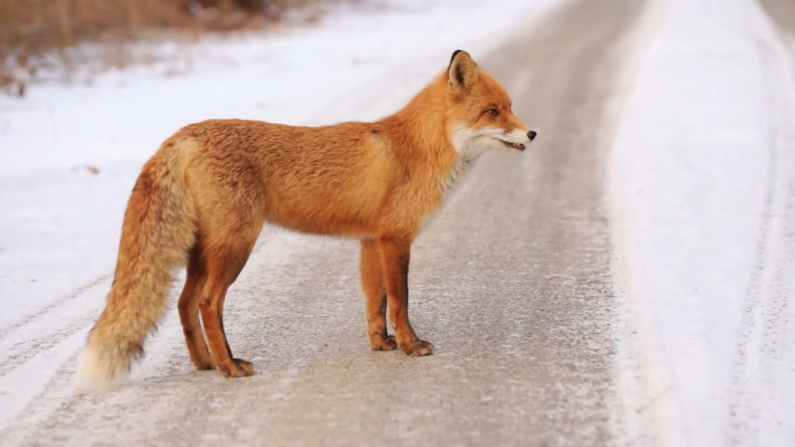 Red Fox - OKC