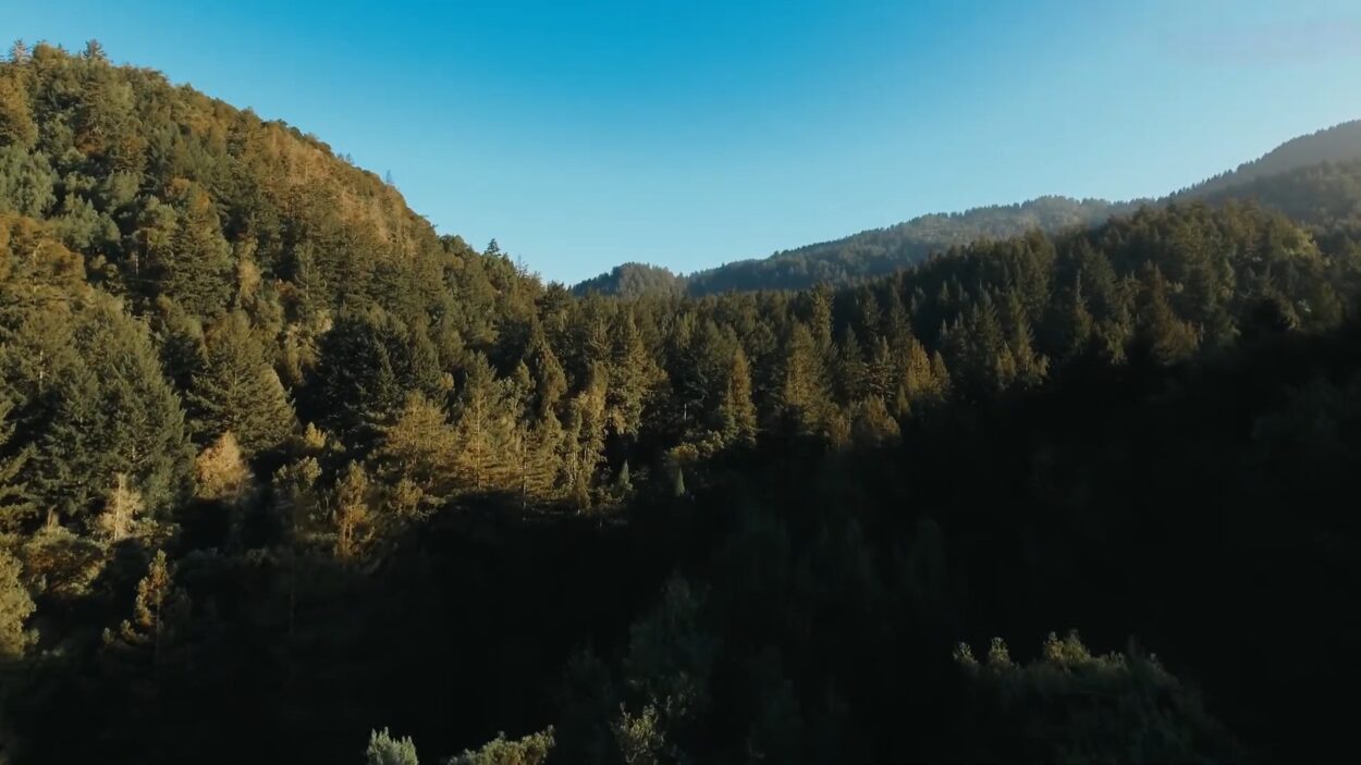 San Jose Forest Wedding Pic