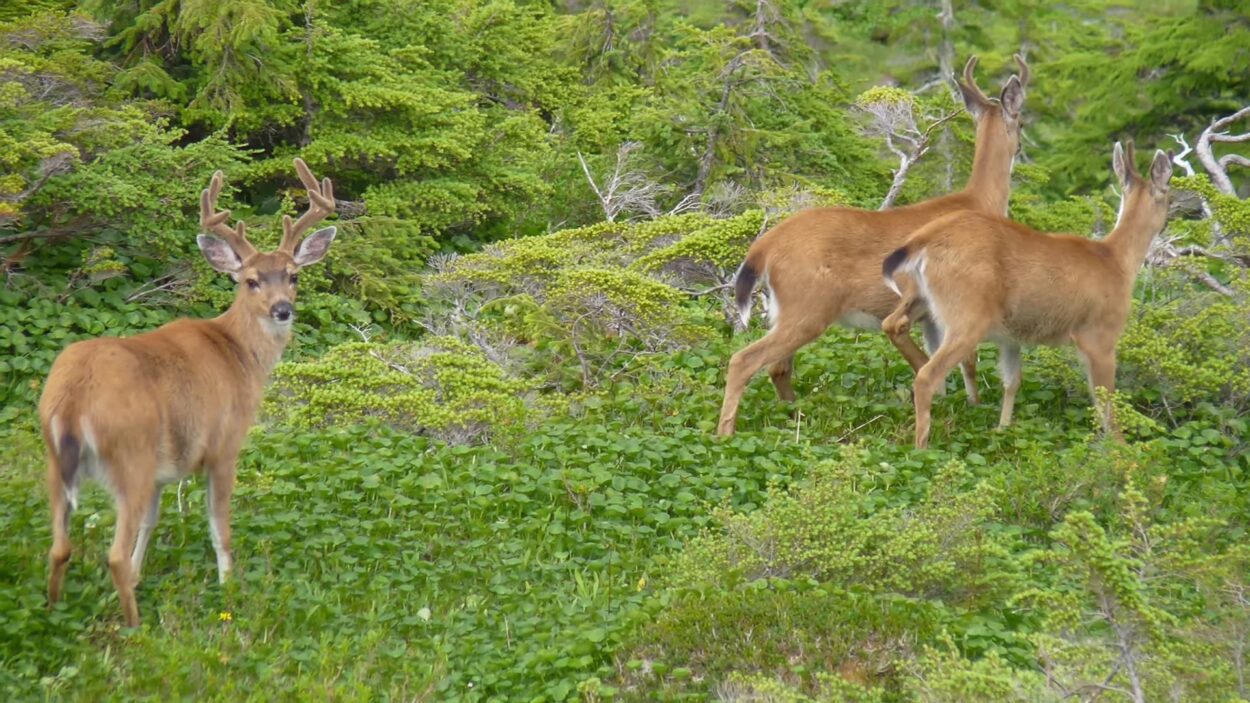 Sitka black-tailed deer