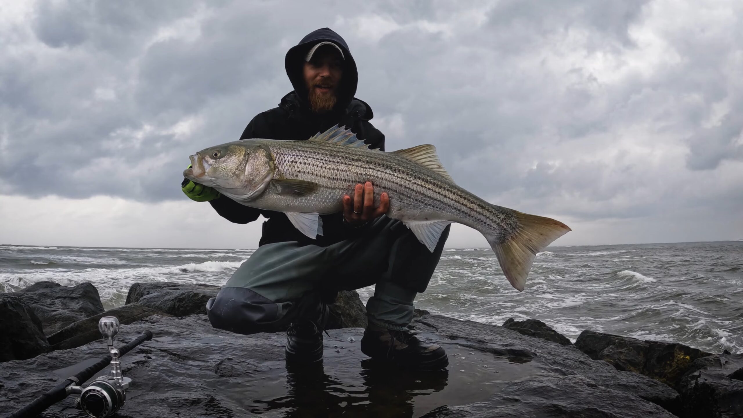 Striped Bass