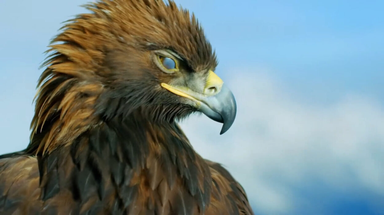 The Golden Eagle