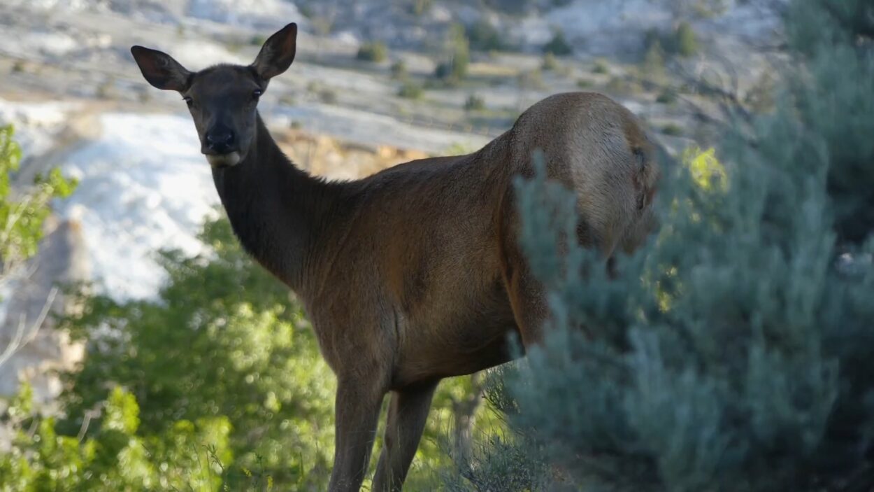 The Rocky Mountain Elk