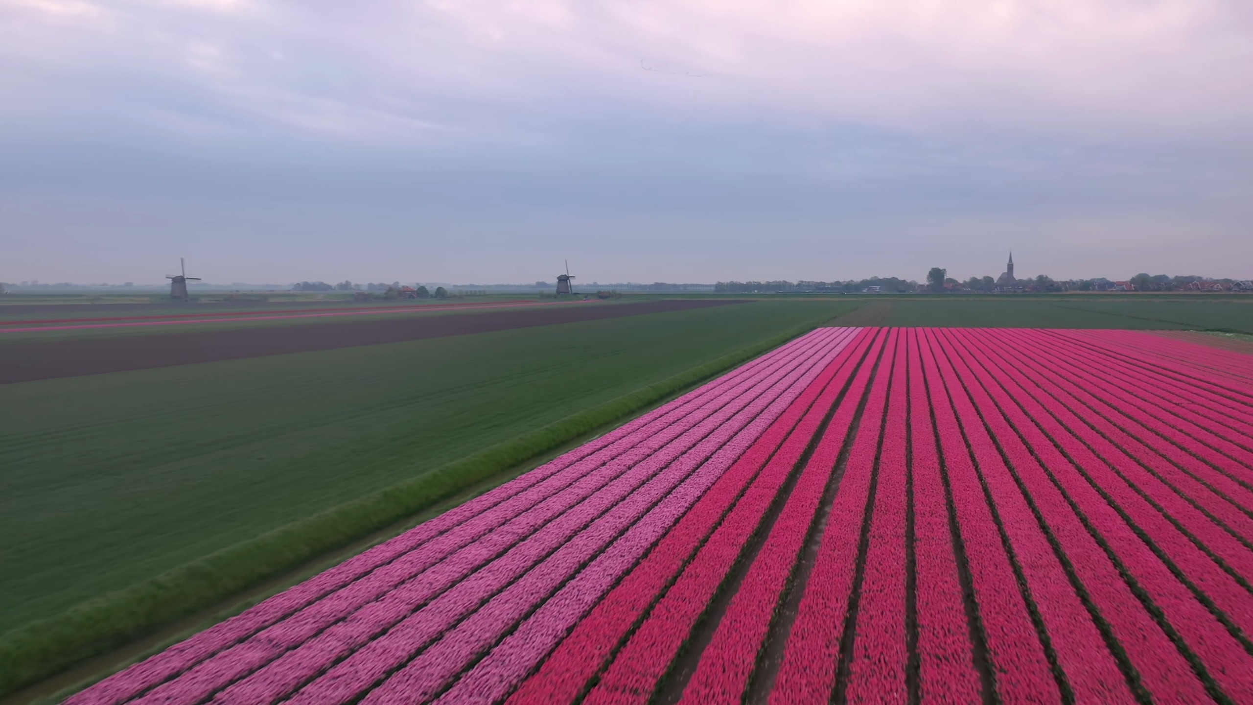 Tulips - Netherland