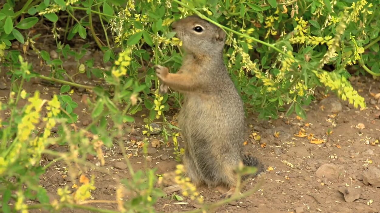 Uinta Ground Squirrel