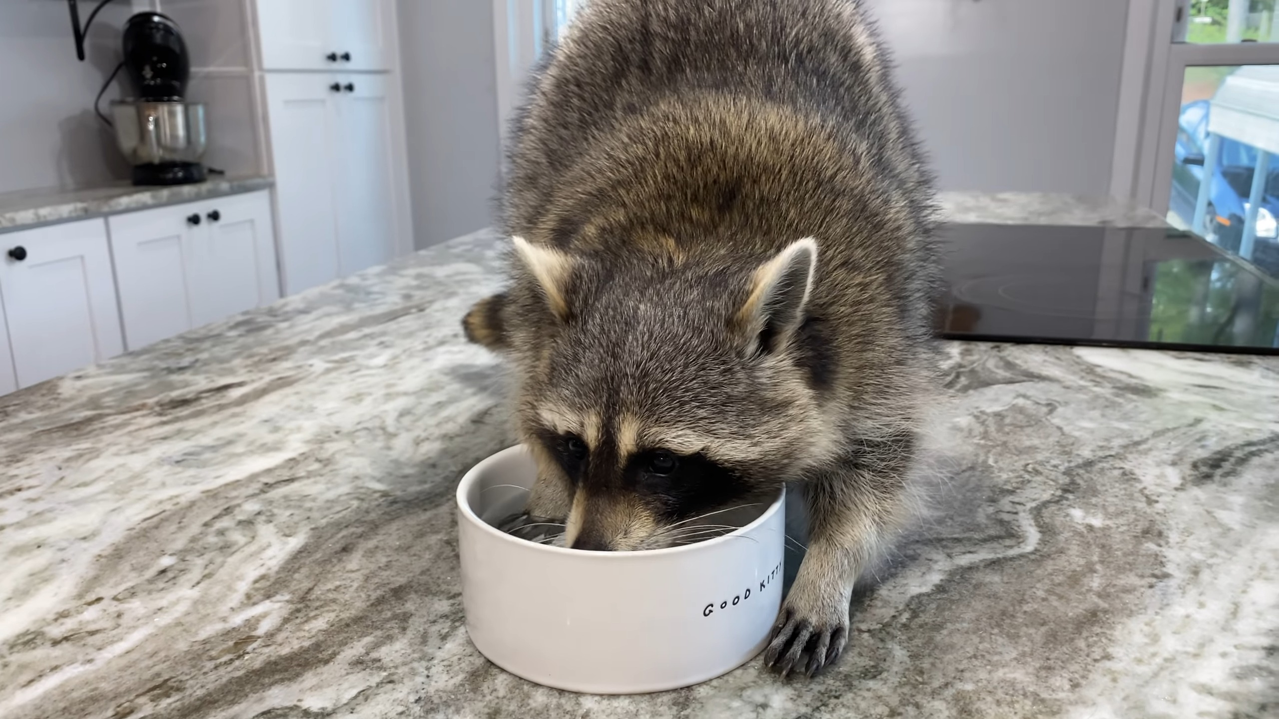 What raccoon eats