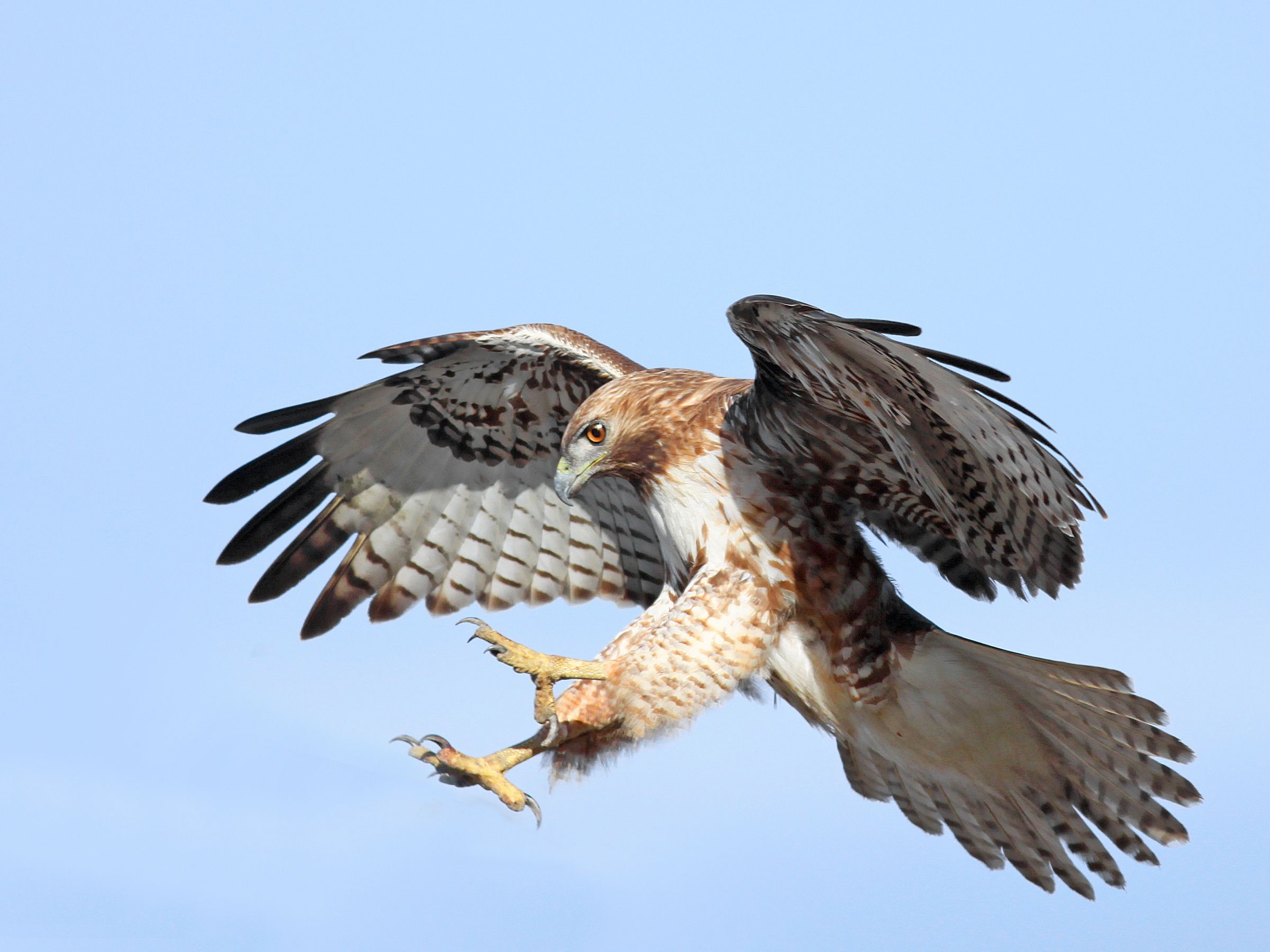 birds attacking