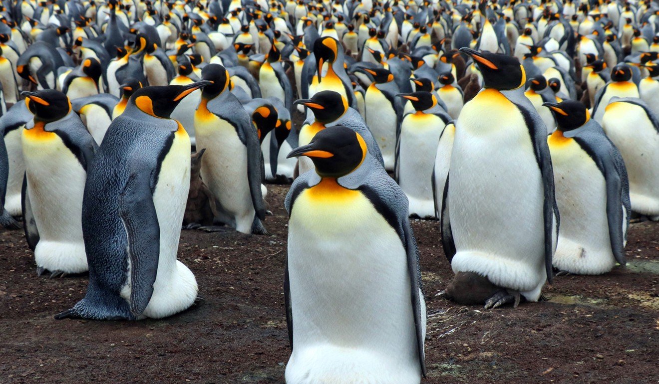 penguines in canada
