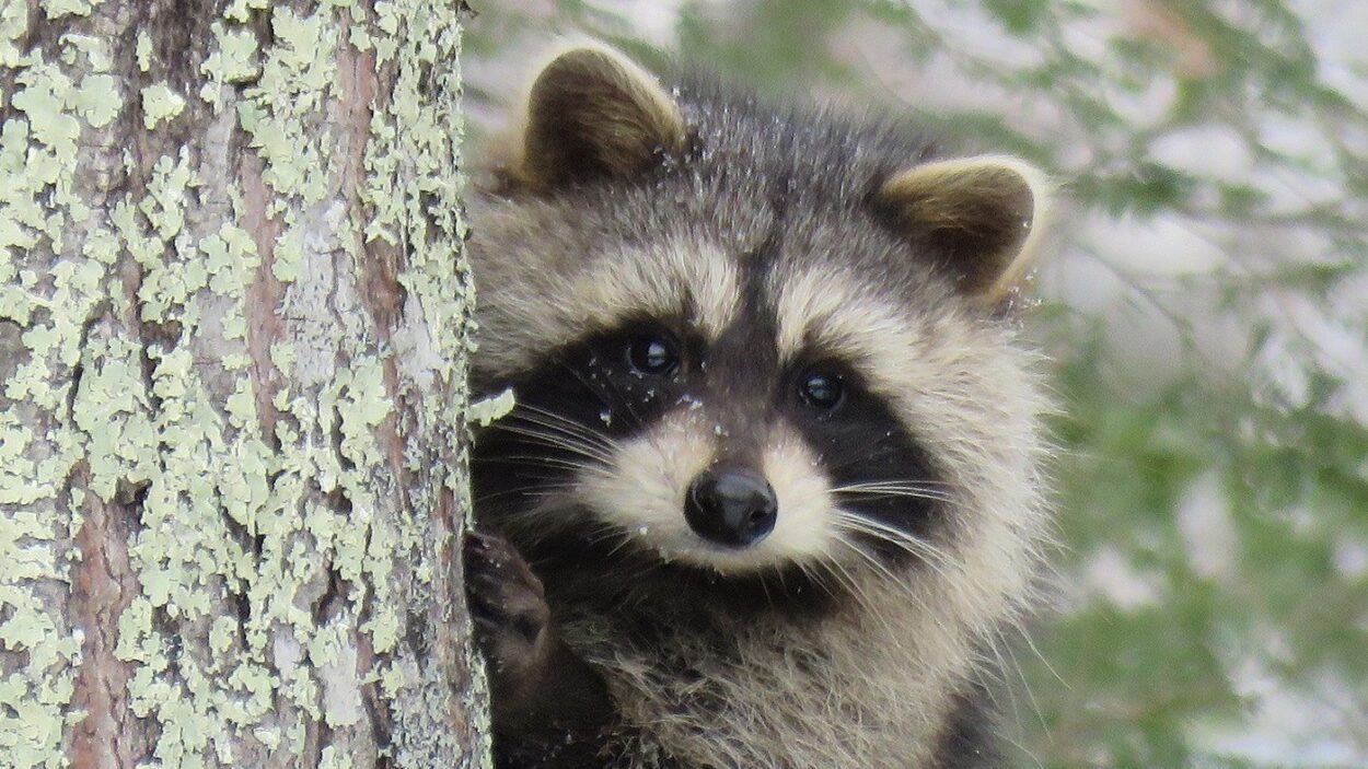 Pet Raccoon Legal States [Updated 2024] From Wild to Home