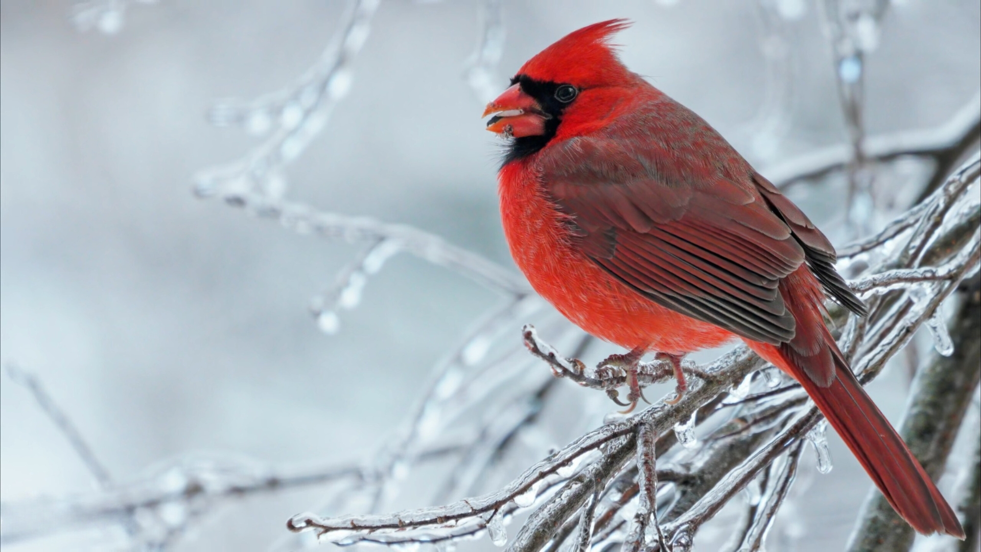 Northern Cardinal