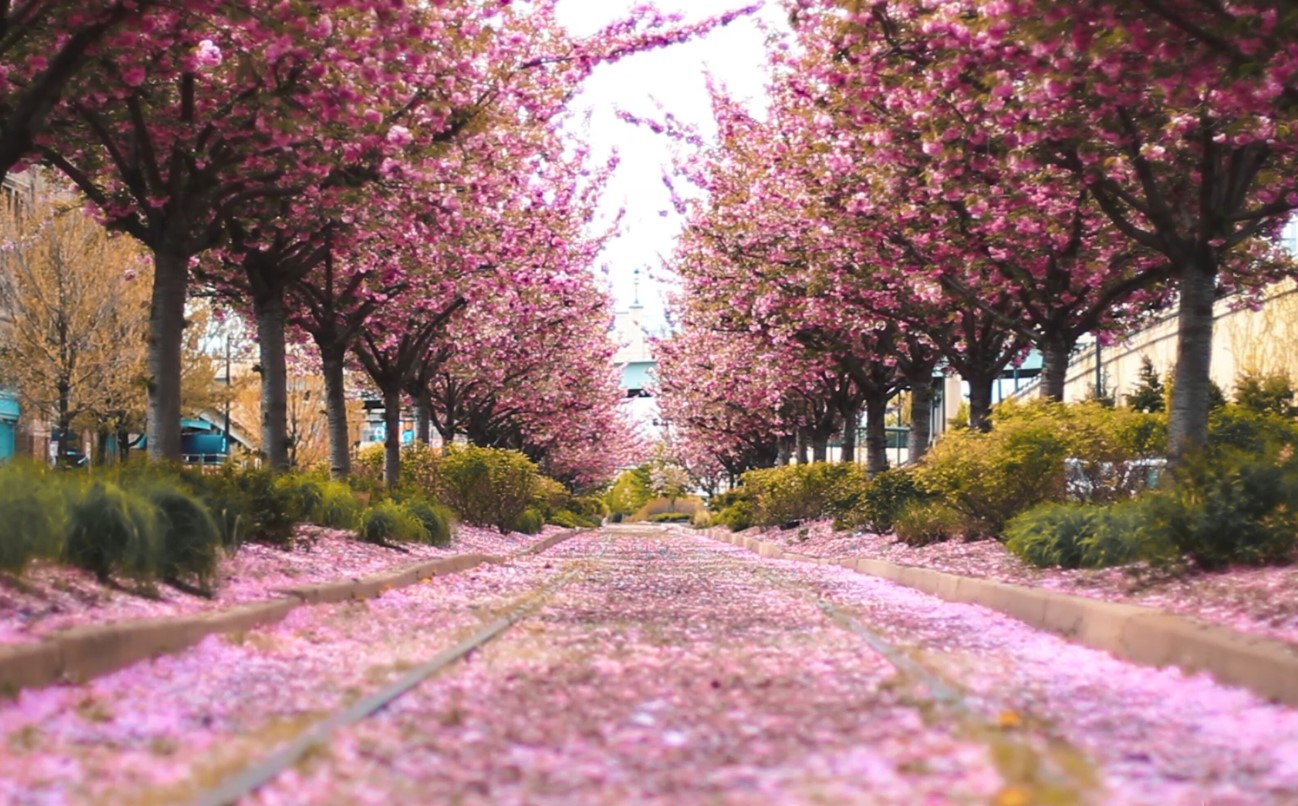 Spring-in-Philadelphia