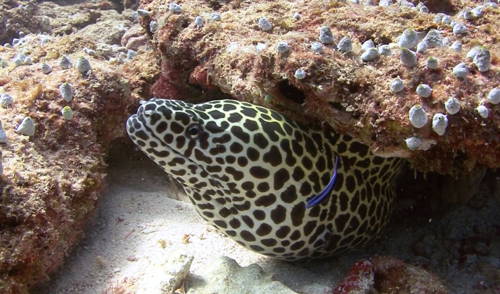 Are Moray Eels Venomous