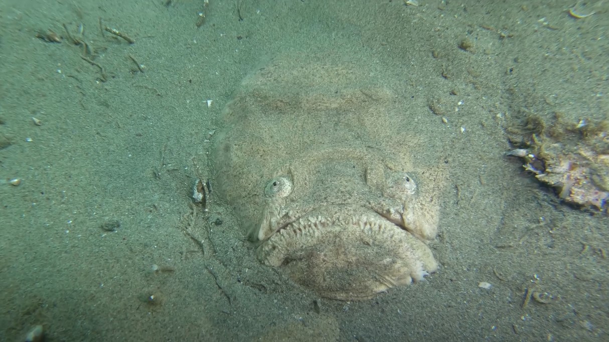 Can Human Eat Stargazer Fish