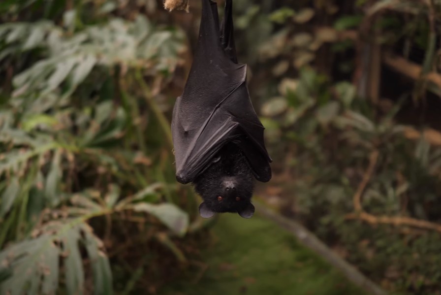 Do All Bats Carry Nipah Virus