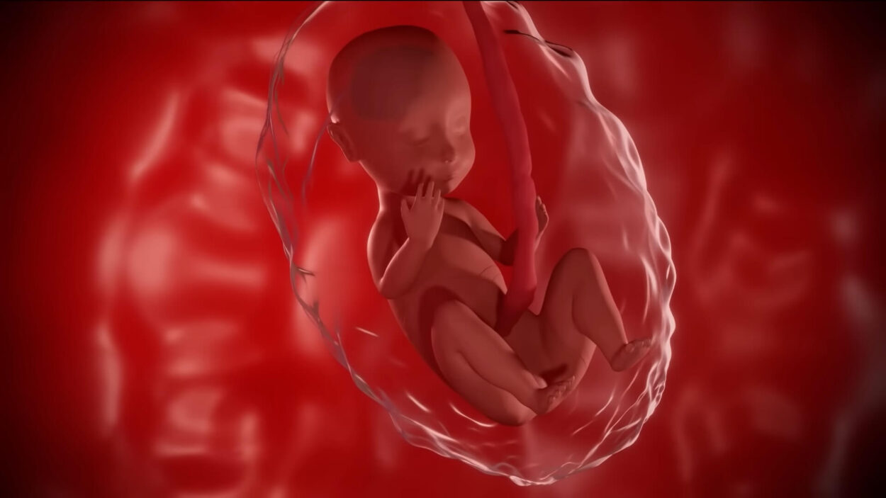 Fetal Stage