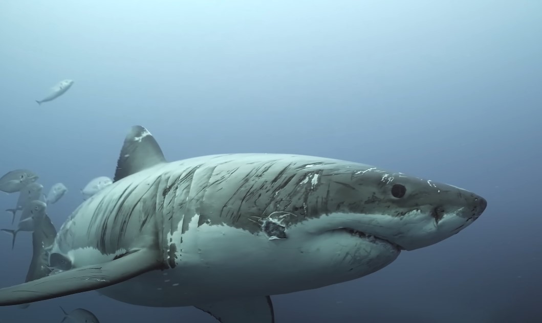 How Aggressive is Great White Shark