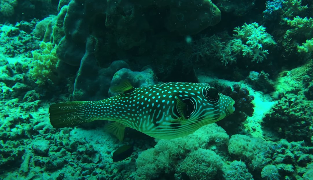 How Dangerous is Pufferfish